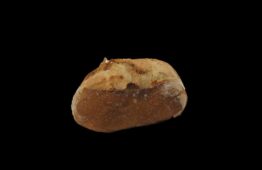 Navette Carnot  50gr